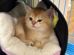 -翊宠yipet猫狗购宠庄园犬舍•猫舍