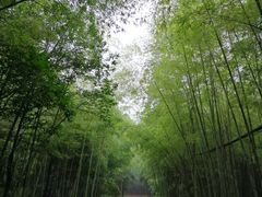 -铁山坪森林公园