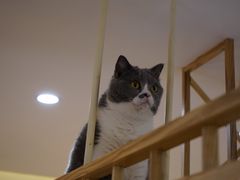 -滚猫咖啡·猫咖·猫友好撸猫(未来城店)