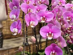 -双季花艺园艺市场(浦东店)
