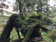 -阿里山神木遗迹