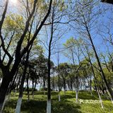 苏州的春天来啦[调皮]
