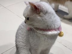 -怪兽屋·羊驼·猫咖·狗咖(俊华广场店)