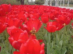 -上海鲜花港