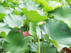 -四川大学(望江校区)