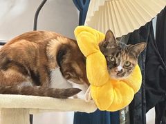 -萌兽医馆·宠物医院·猫骨科(创景店)