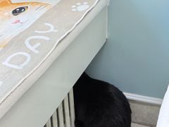 -纳吉亚猫专科动物医院·北北分院