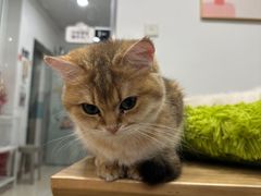 -有喵·猫咖·狗咖·30几只猫10只小狗(岗厦店)