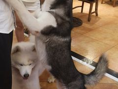 -more than meow吴止猫主题餐厅(承德 中船汇店)