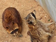 -青藏高原野生动物园
