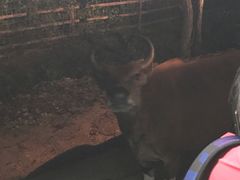 -清迈夜间动物园