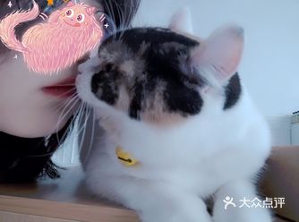 开在海湾三校的猫咖——猫屿