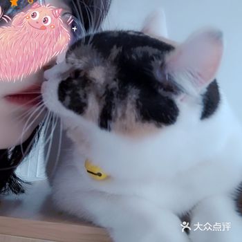 开在海湾三校的猫咖——猫屿