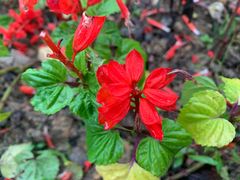 -铁山坪森林公园