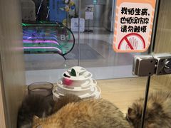 -屋虎猫馆(宝安大仟里店)