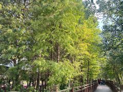 -溱湖国家湿地公园