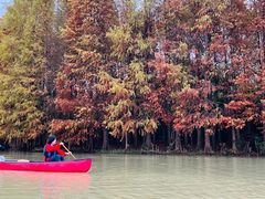 -上海海湾国家森林公园