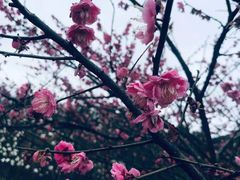 -新建村梅花