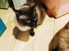 -Cappucimeow猫咪咖啡馆(韦伯时代店)