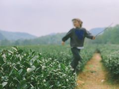 -中国茶叶博物馆(双峰馆区)
