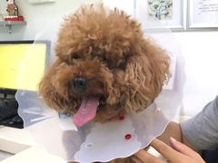 -宠颐生中康贝怡动物医院