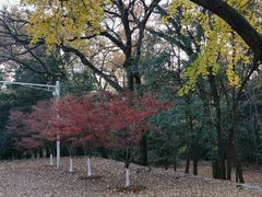-灵谷景区