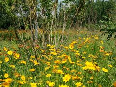 花儿盛开-永定河休闲森林公园