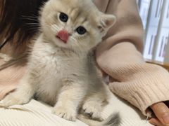 -东方名猫馆·英短金渐层布偶猫舍(环线广场1号楼店)