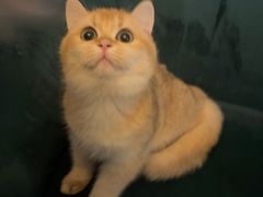 -猫大福·Fortune Cat猫舍(百子湾店)