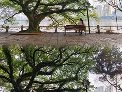 -江心屿景区