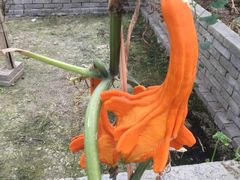 -米果果小镇