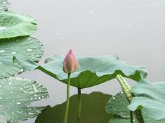 -济南大明湖景区