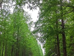-日照海滨国家森林公园