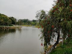 -松山湖南湖湾露营营地