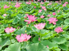 -莲花池公园