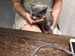 -猫友咖啡店(玉林西路店)