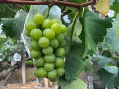 -马陆小张葡萄园农家乐