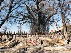 -大槐树寻根祭祖园