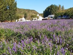 -紫海香堤香草艺术庄园