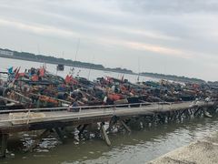 -大湾区中央湿地公园-十九涌