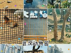 -武汉动物园