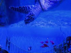 -太平洋海底世界