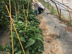 -庞各庄翠芳园西瓜蔬菜基地采摘园