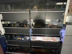 -灵龟之家百象馆(百象馆联合旗舰店)