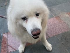 -SMP滑板公园