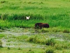 腾冲北海湿地保护区-腾冲北海湿地