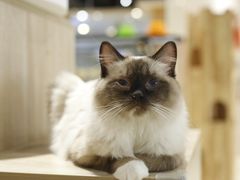 -藏猫猫咖啡主题馆(中央大道店)