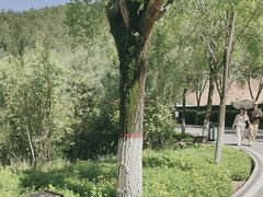 -青藏高原野生动物园