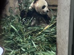 -成都动物园