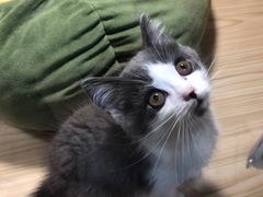 -屋虎猫馆(宝安大仟里店)